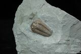 / Inch Prone Flexicalymene Trilobite #491-1